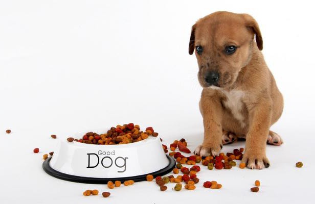 Karma Belcando dla psów: użyteczne właściwości, cena, opinie właścicieli
