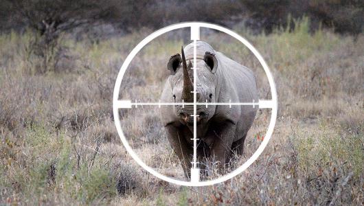 Czarny nosorożec uznany za wymarły? Nosorożec czarny: zdjęcie, opis