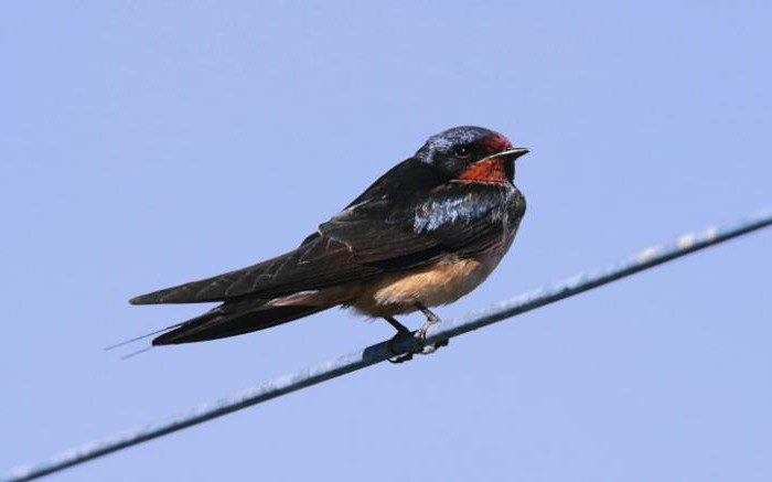 Dlaczego nie dmucha ptaków na drutach: biologia i fizyka w działaniu